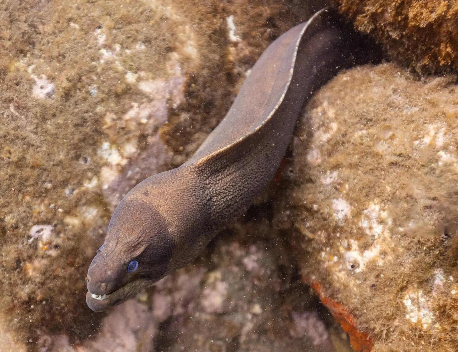 Madeira