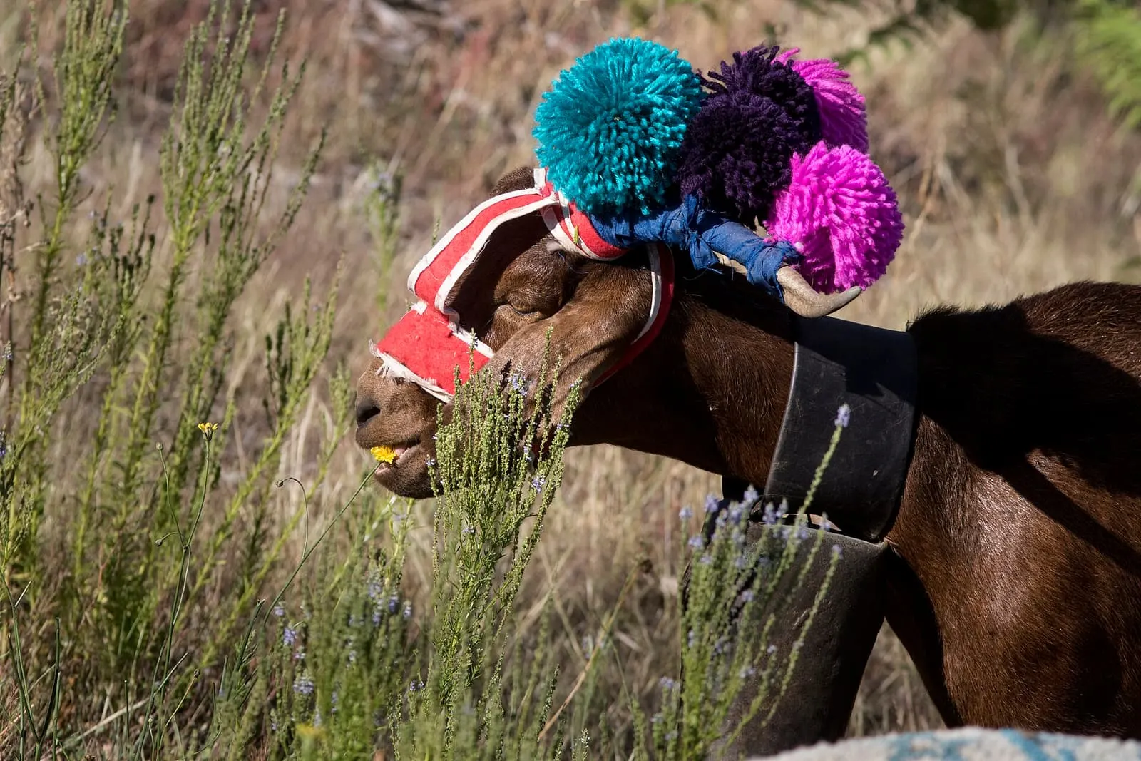 Transhumance et Pastoralisme