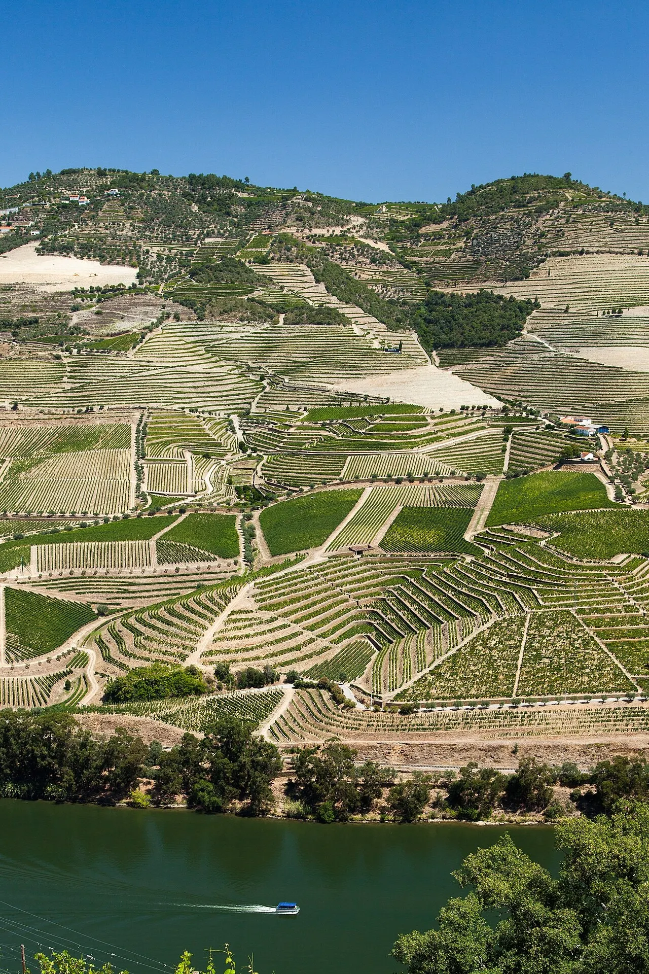 Vinhas em socalcos nas encostas do rio Douro